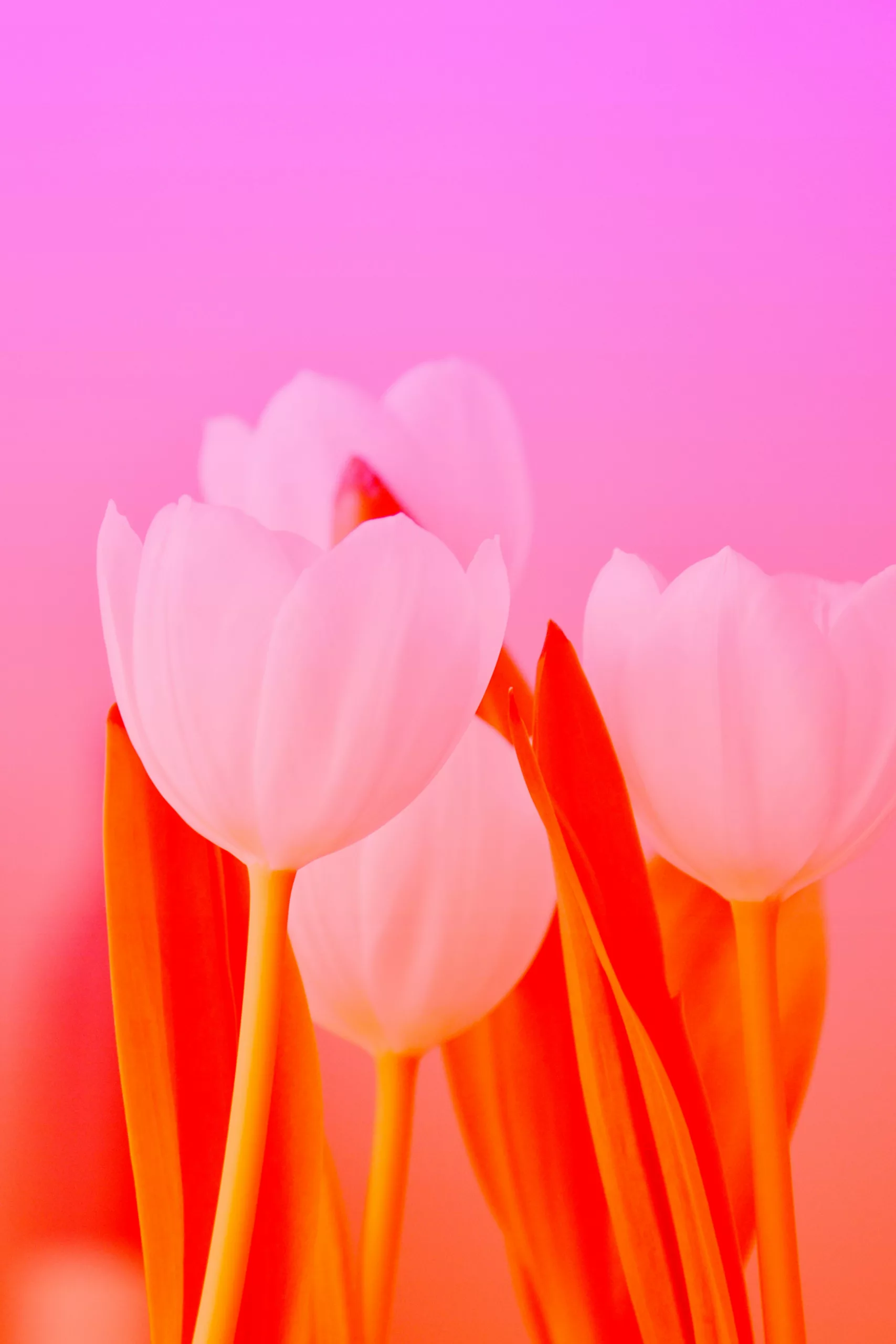 danielle suijkerbuijk ntnkDuf tH8 unsplash scaled 1